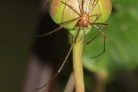 Un tetragnathe (Aranea - Tetragnathidae - Tetragnatha sp.)